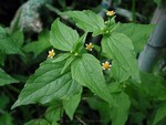 Výzva k regulaci plevelných rostlin a-1465211236.jpg
