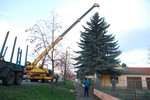 Nymburk hledá Vánoční strom roku 2016 a-1474023749.jpg